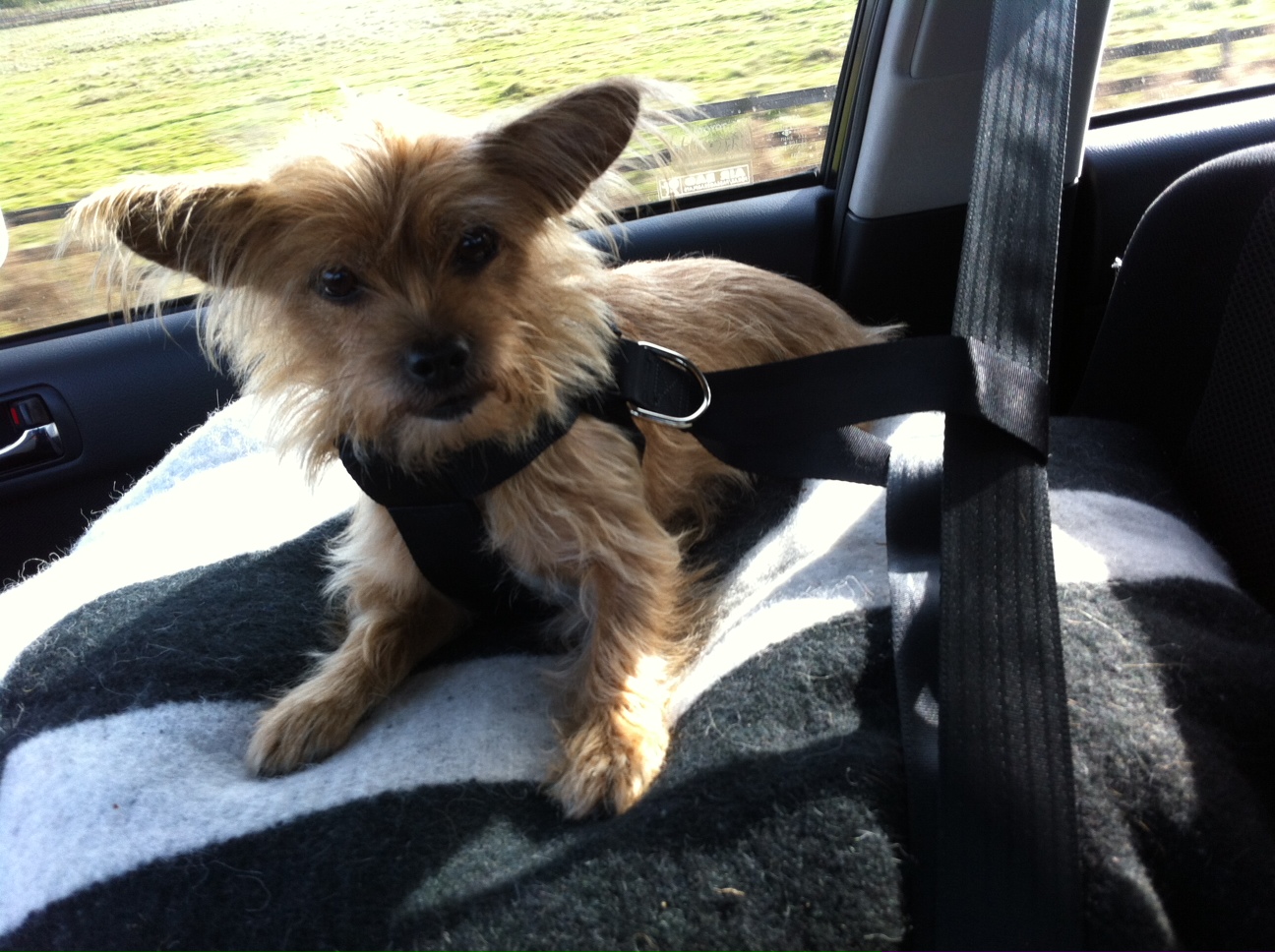 Liten Hund.se sidan om människans bäste vän i litet format