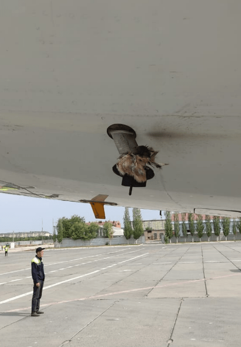 Air Astana высказала опасения из-за сотого случая столкновения их