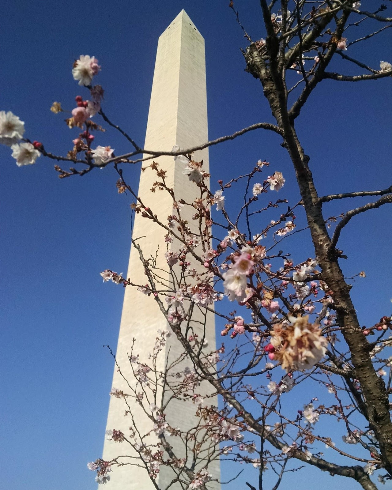 Literature Kit Framed! by James Ponti