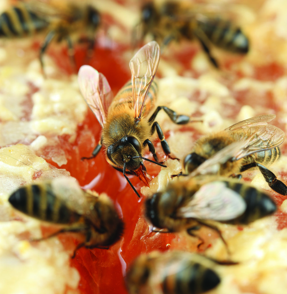 Who Were the Geniuses Who First Domesticated the Wild Honey Bee