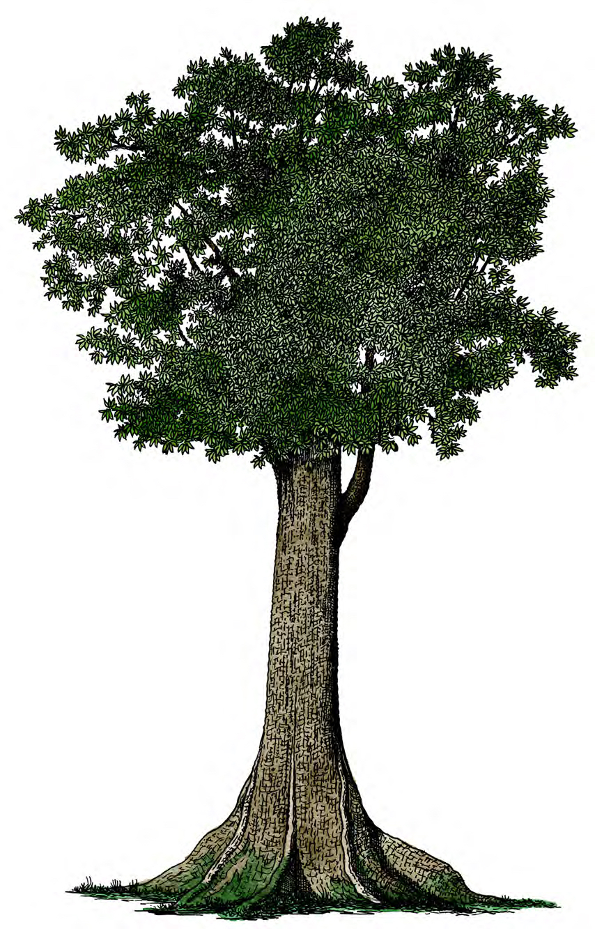 Three Trees That Tell the Story of Ancient Cultures ‹ Literary Hub