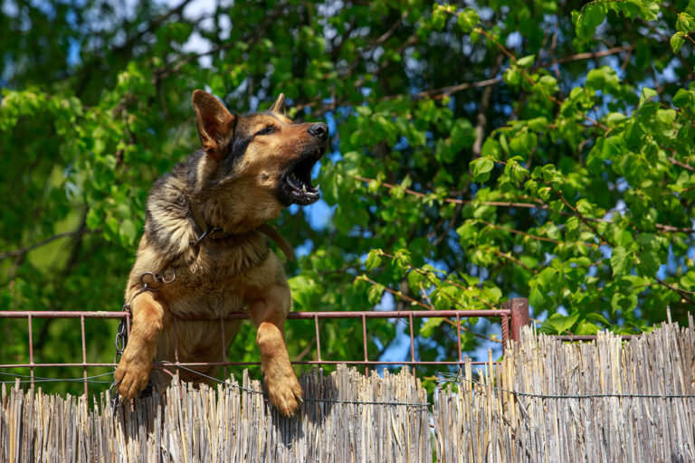 Dog Bite Settlement funding LitiPay