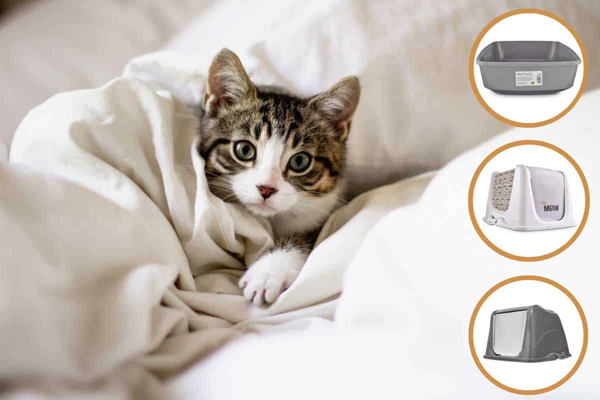 So Phresh Top Entry Litter Box at Katherine Goff blog