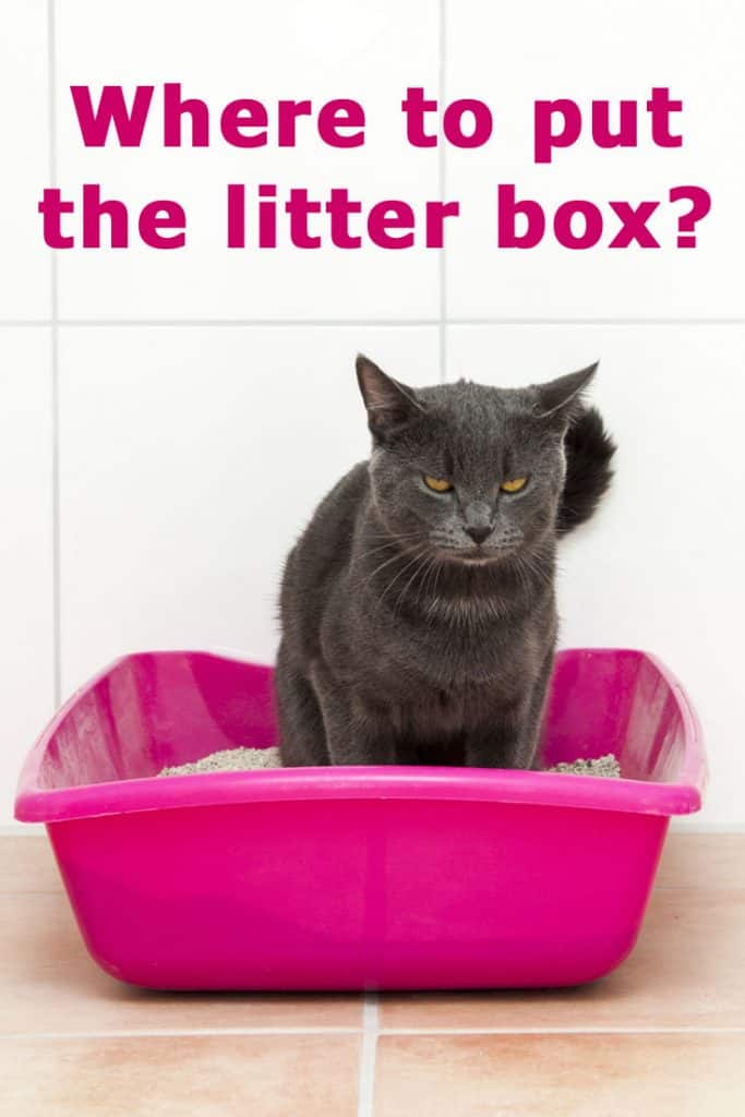 Where To Put The Litter Box? A Concise RoomByRoom Guide