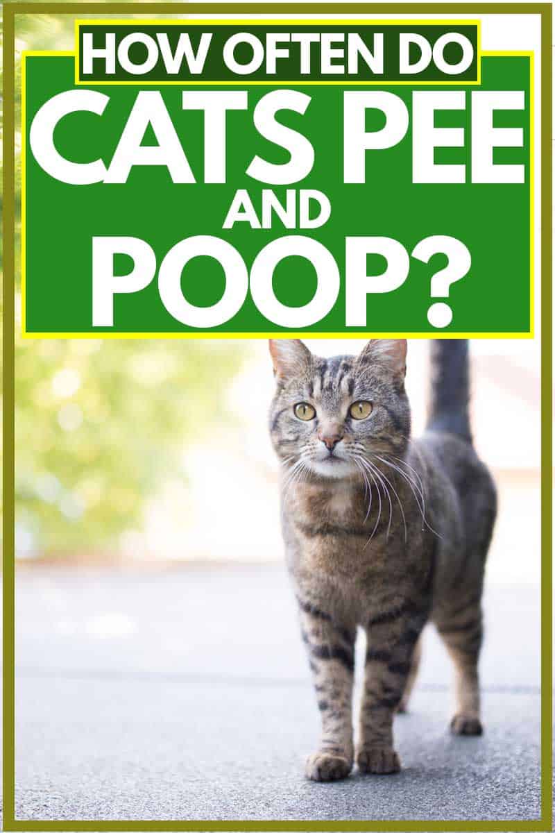 How often do cats pee and poop e