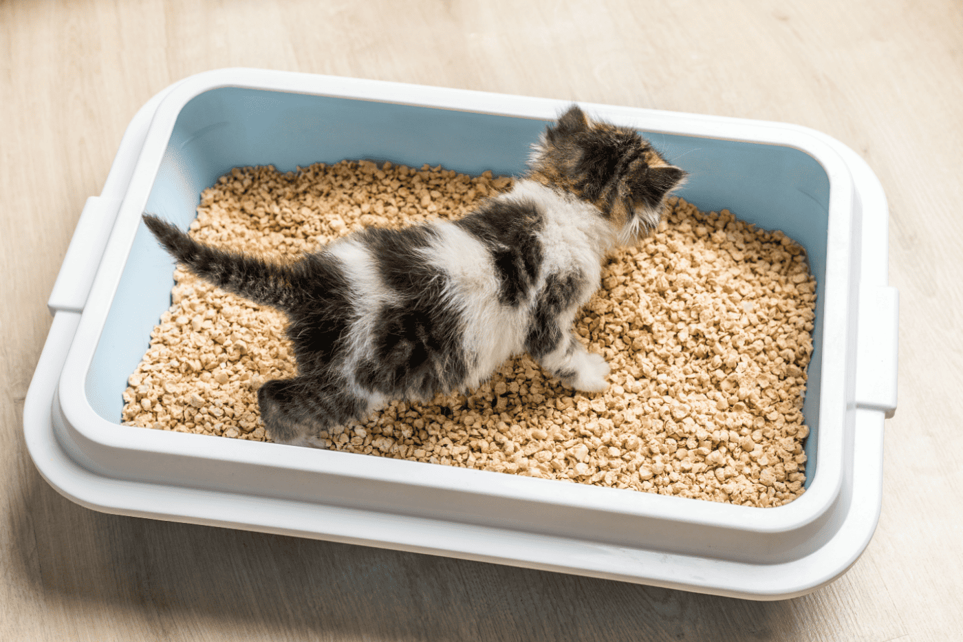 Fleas In The Litter Box What To Do? Litter Boxes Magazine