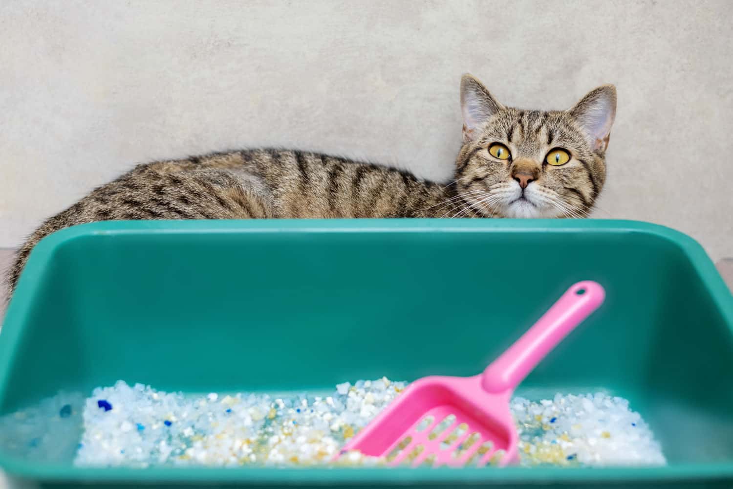 Can You Wash and Reuse Crystal Cat Litter? [Answered] Litter Boxes