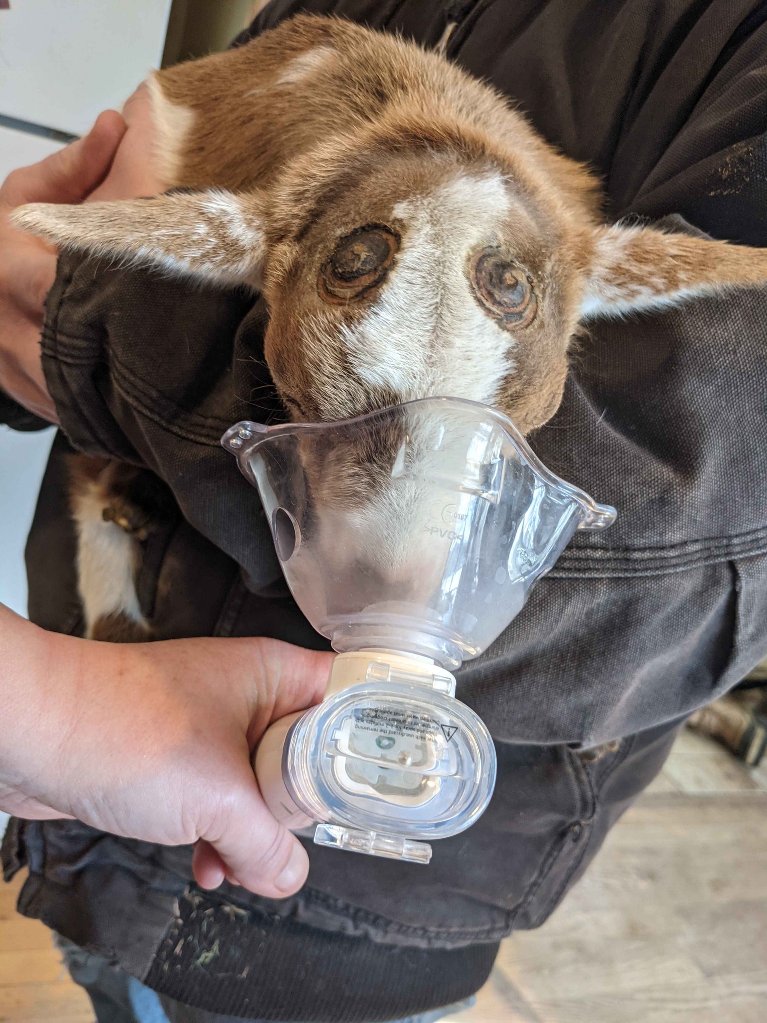 Pneumonia The Holistic Goat