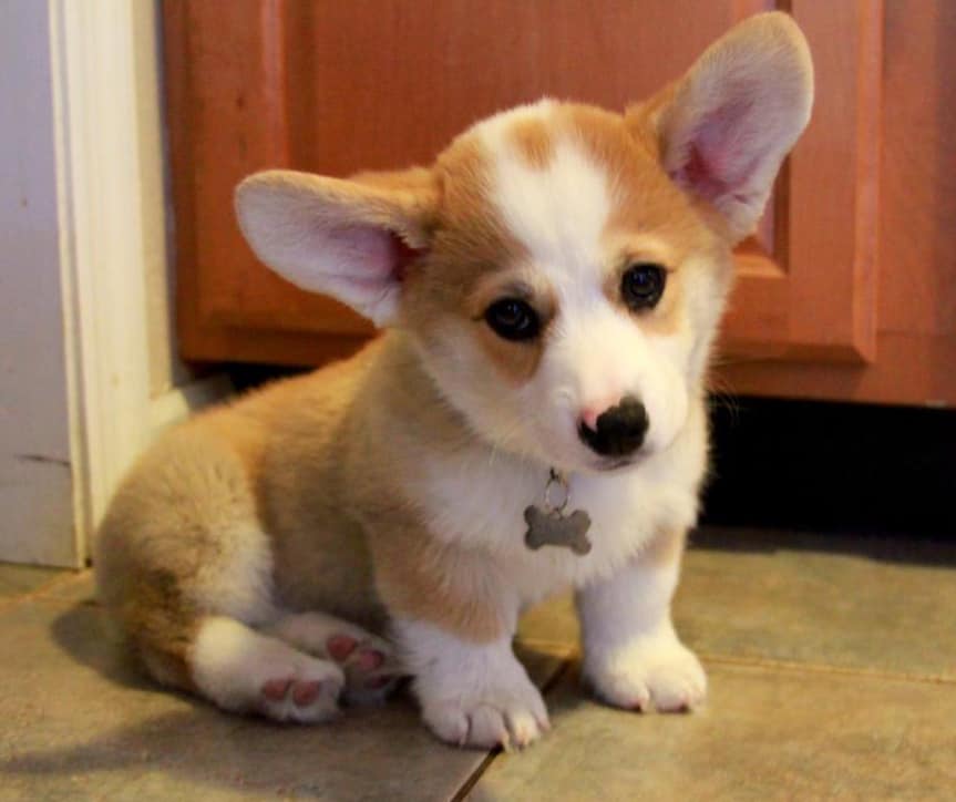 Chigi An Obedient, Loving, and Loyal Crossbreed