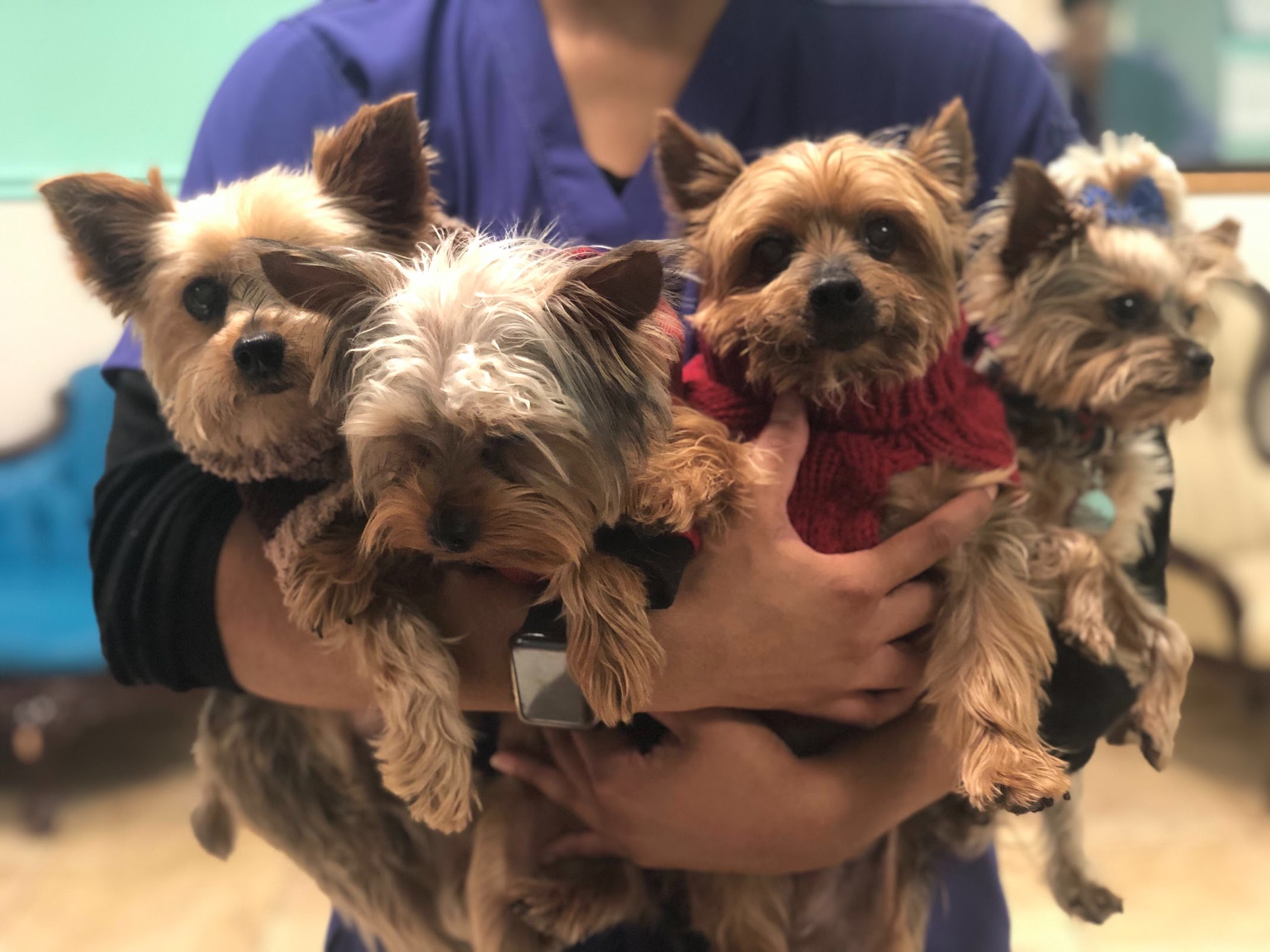 Activities & Fun! Little Dogs Resort