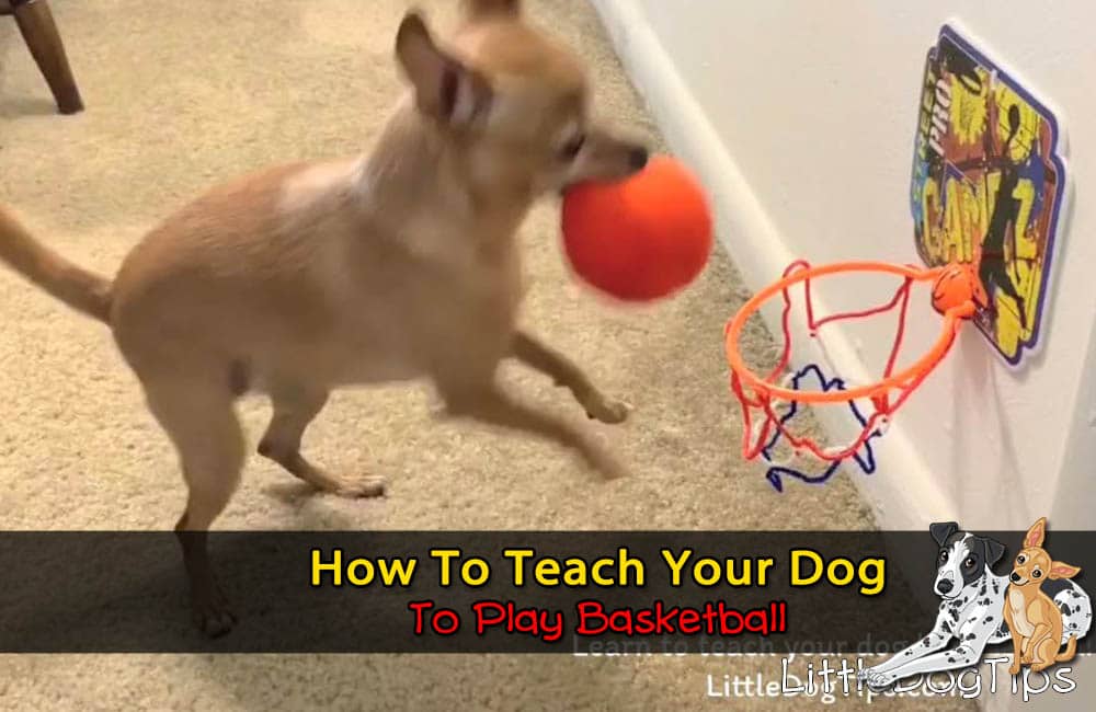 How To Teach Your Dog To Play Basketball 🐾 Little Dog Tips