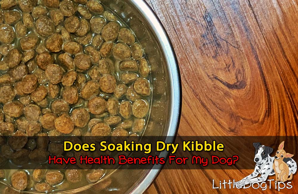 How To Add Water To Your Dog's Food Benefits Of Adding Water To Dry