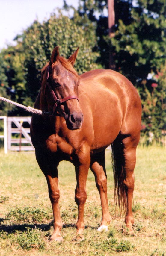 Little Fish Ranch Aubrey TX