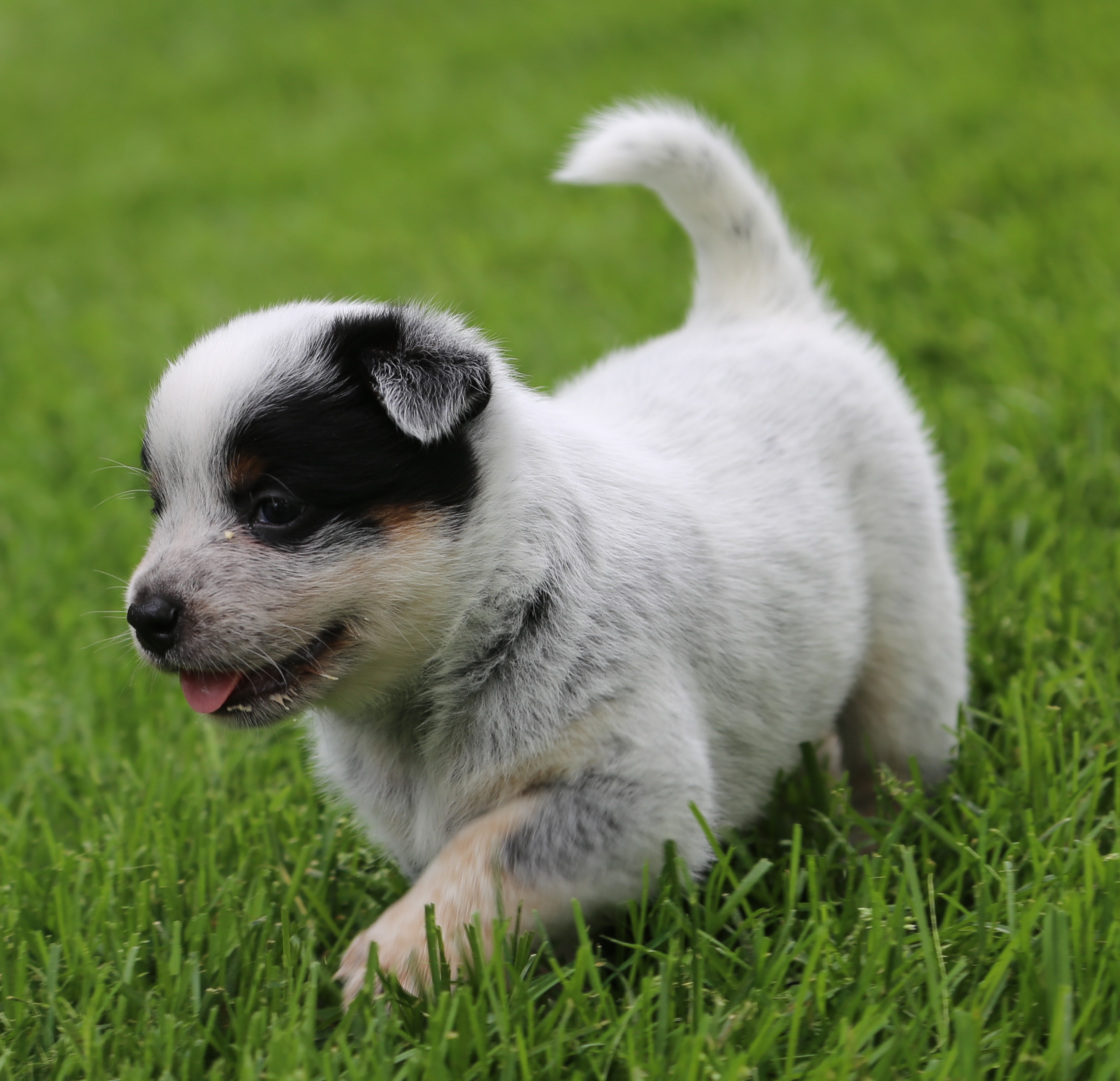 Puppies/ Available dogs