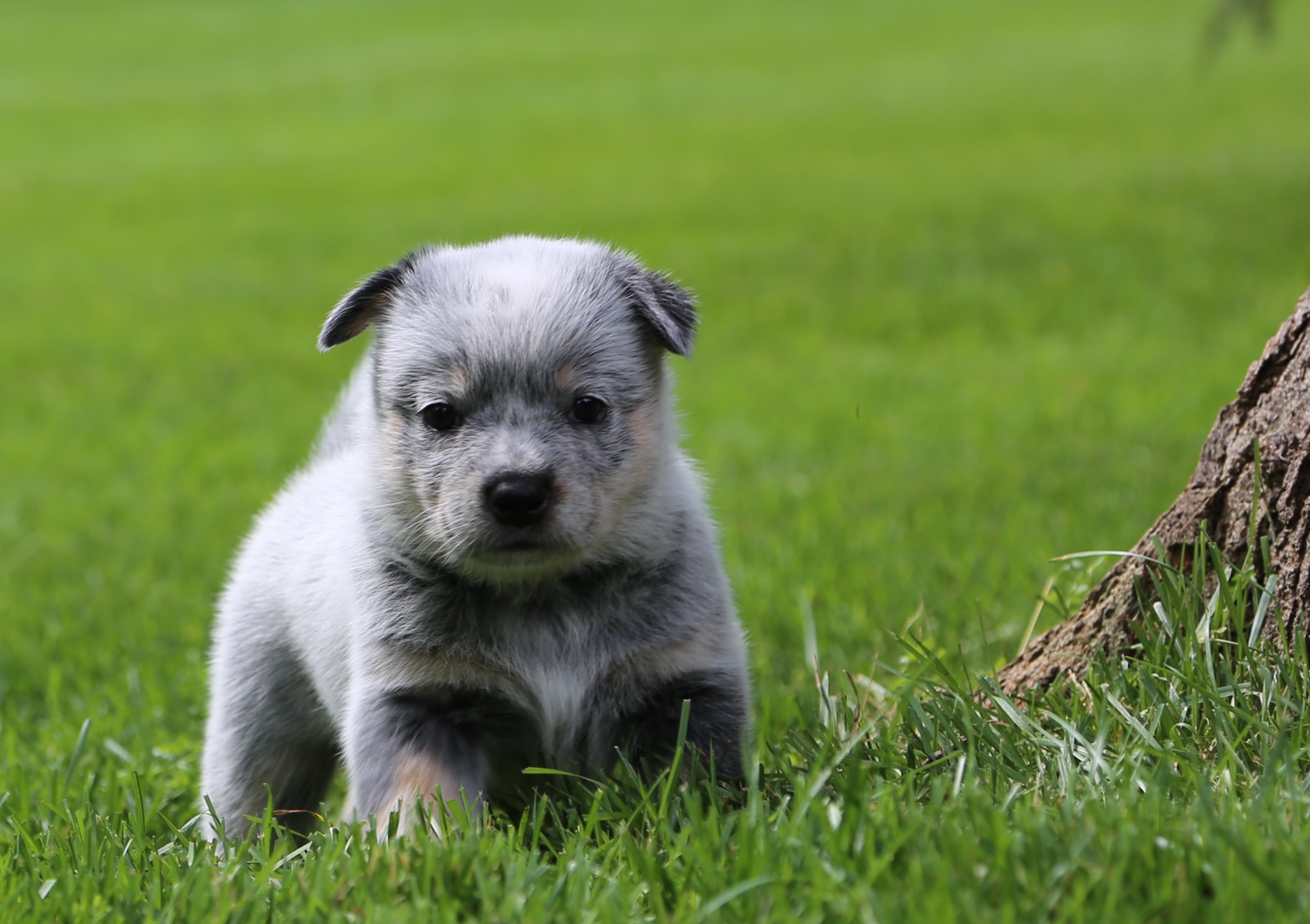 Puppies/ Available dogs
