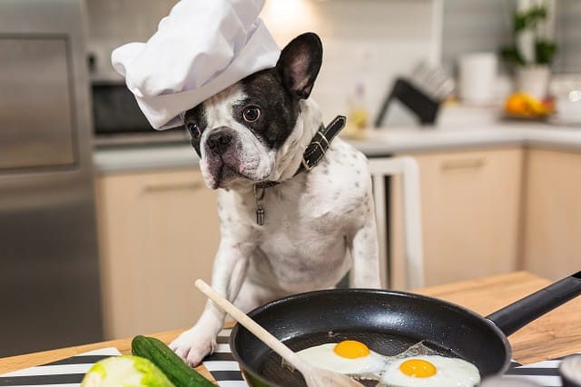 Can French Bulldogs Eat Scrambled Eggs? Must Learn This!