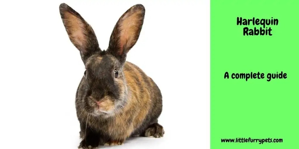 Harlequin Rabbit Breed Guide and Care tips Little Furry Pets