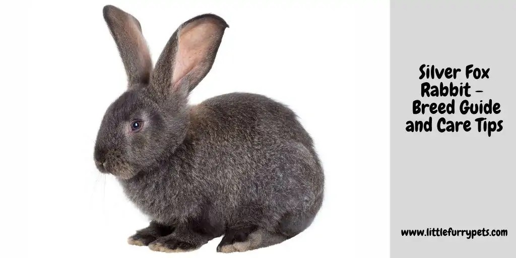 The Silver Fox Rabbit All you need to know
