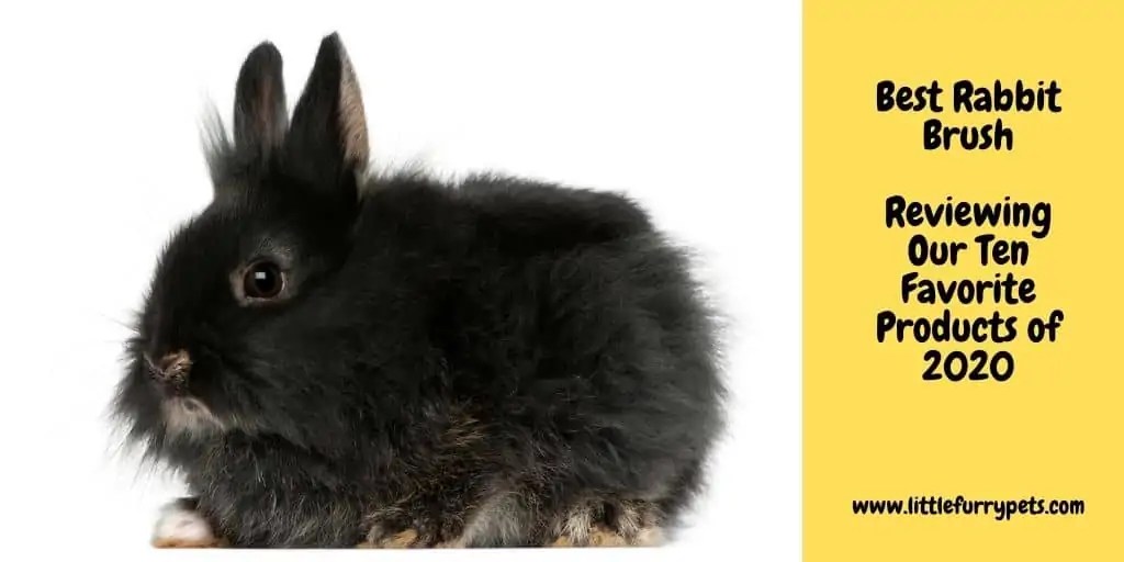 Best Rabbit Brush Our Top 10 for 2020 Little Furry Pets
