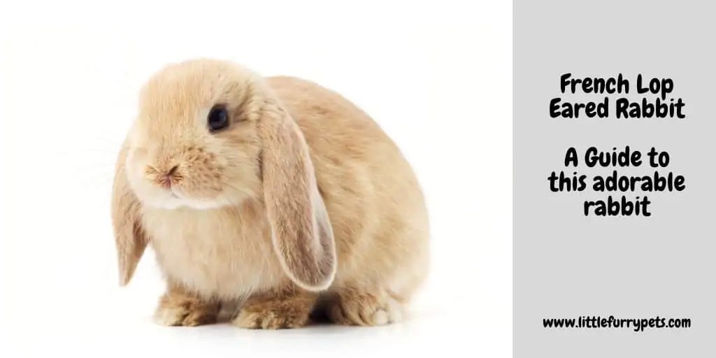The French Lop Rabbit Lopping Mad Guide