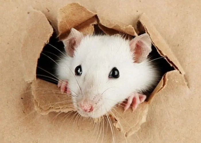 A Guide To Owning Rats as Pets LittleFurryPets