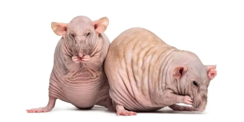 The Hairless Rat A Breed Guide Care Tips, Pictures and More