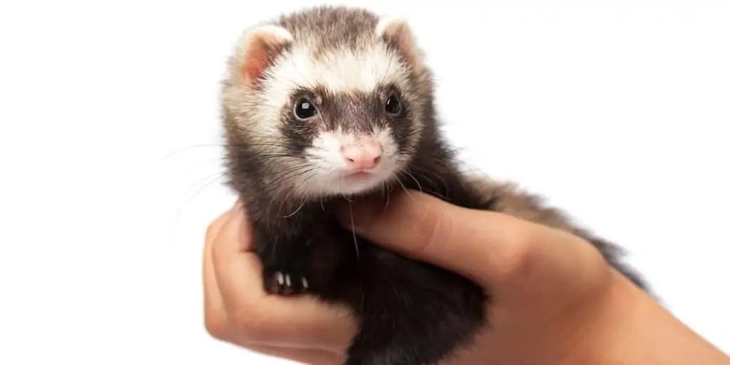 The Complete Guide To Ferrets As Pets
