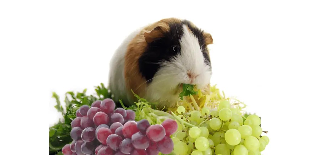 Can Guinea Pigs eat Grapes?