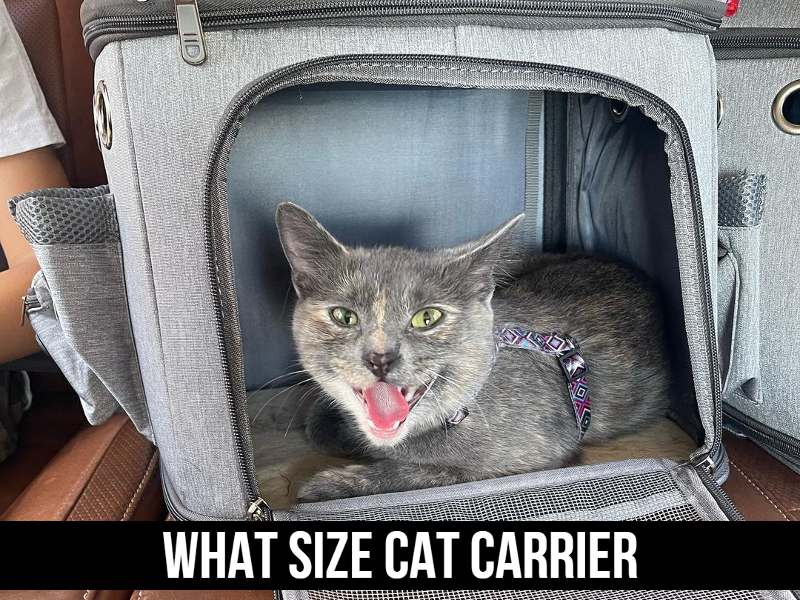 What Size Carrier For Cat? The Ultimate Guide!