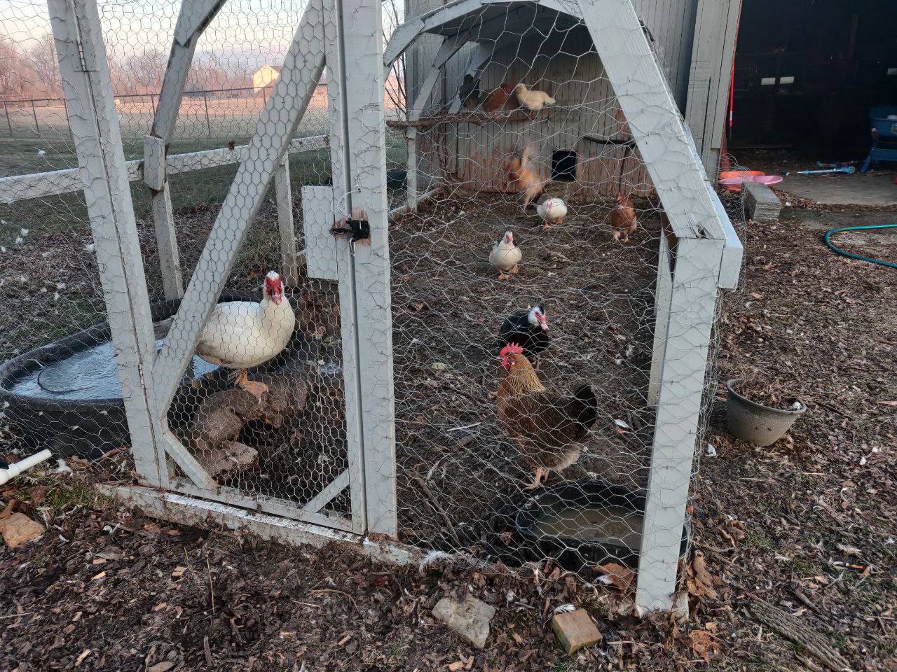 Can Muscovy Ducks Live With Chickens? Little Hare Homestead