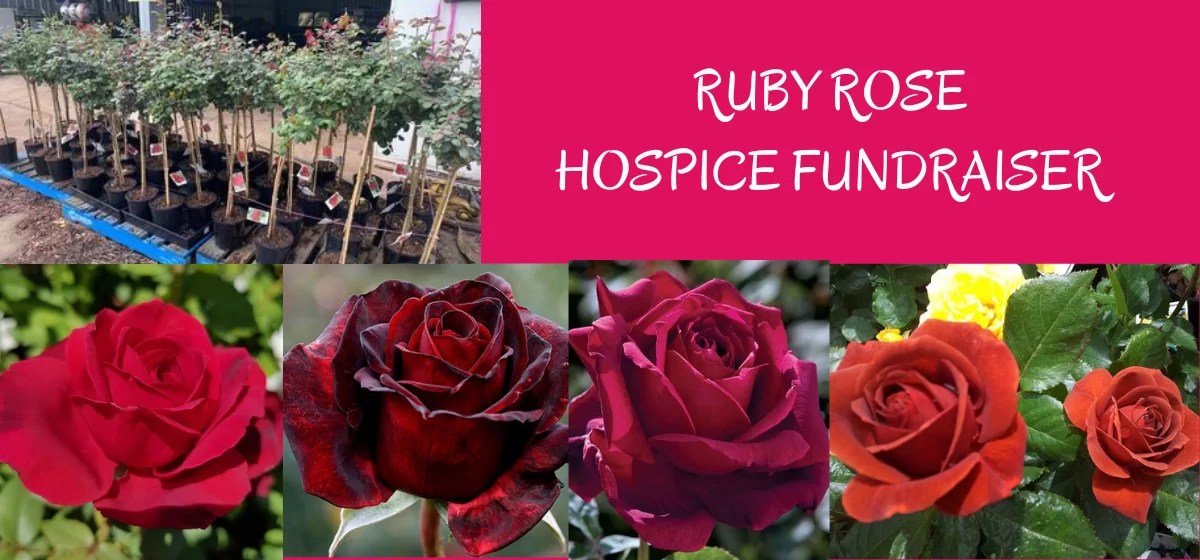 Facebook share Little Haven Palliative Care and Cancer Support