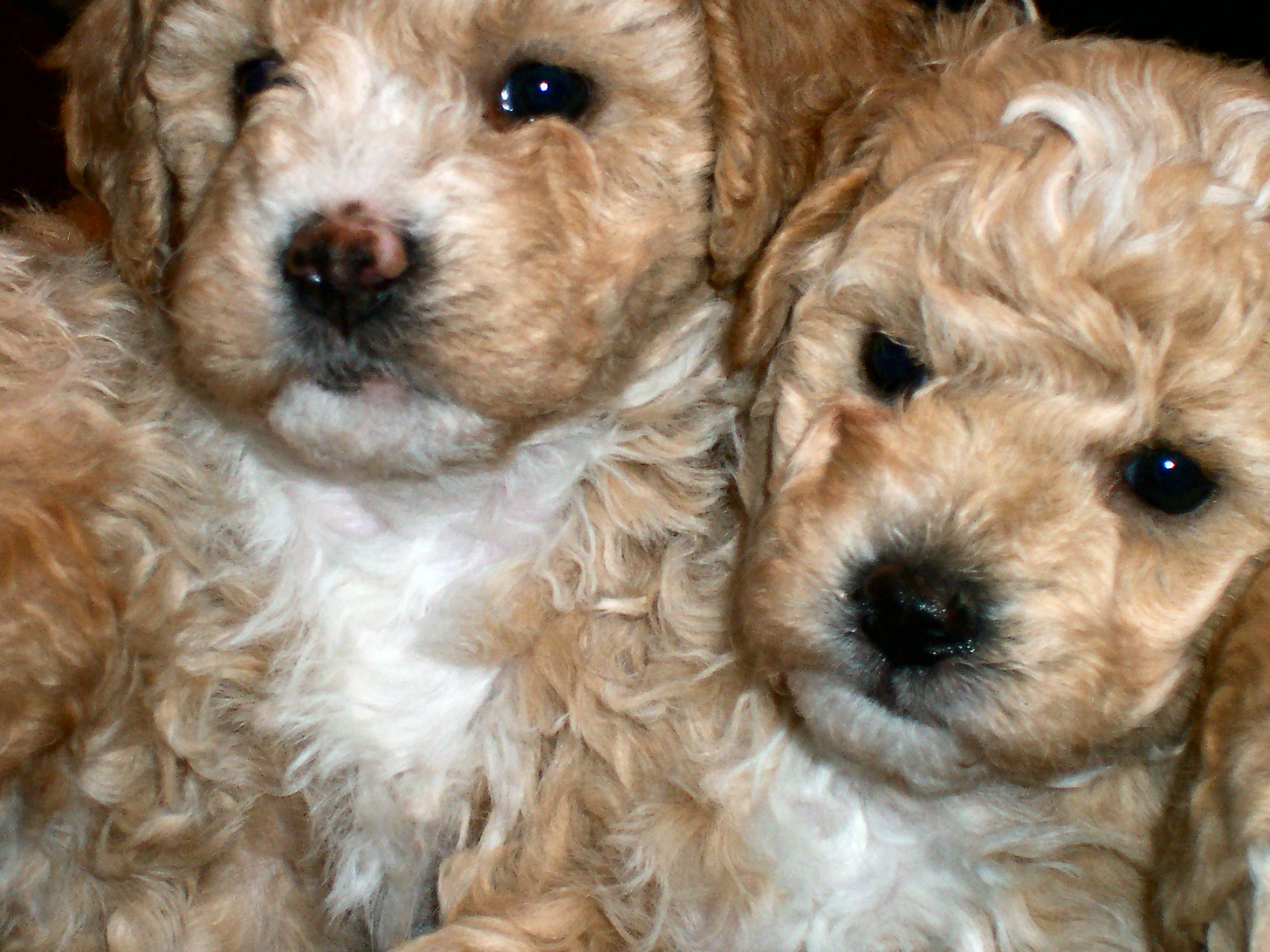 Poochon Puppies for Sale Poochon Breeder Petite Joie Puppies