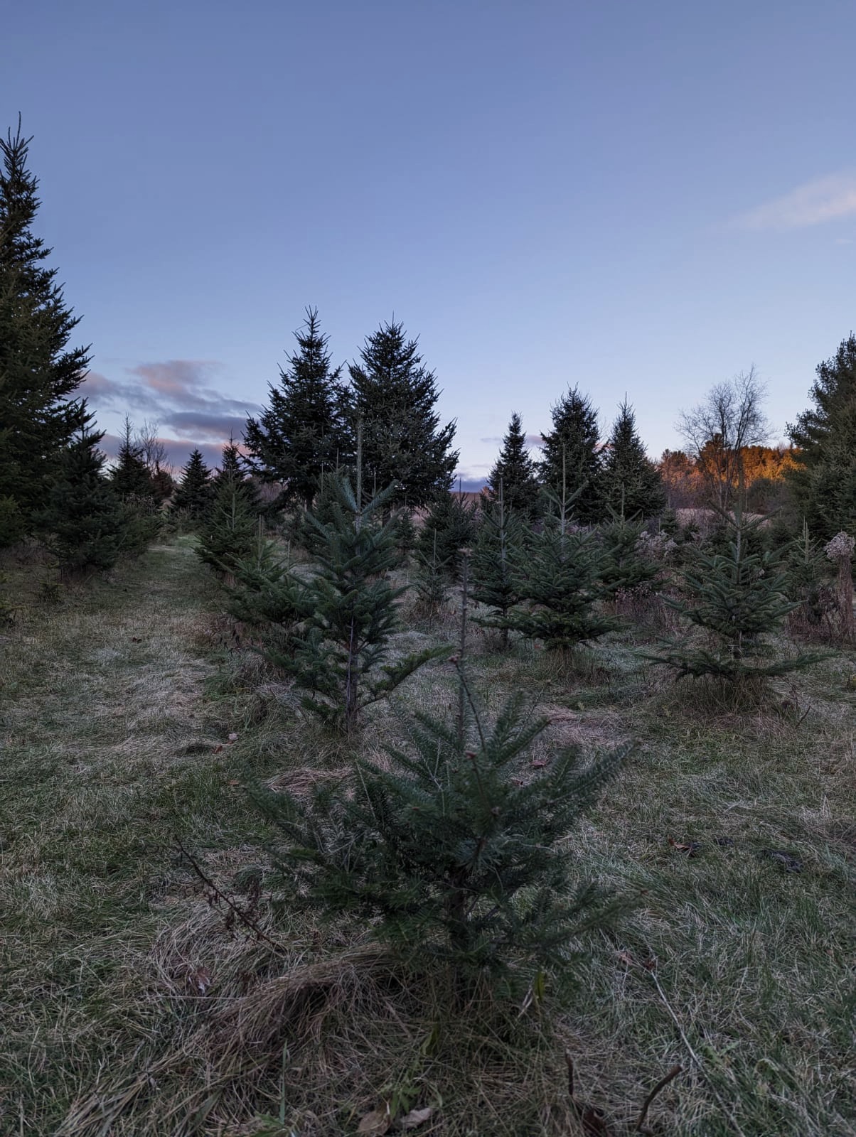 Little Lake Christmas Trees Opened 2022 The Smyth Family Farm