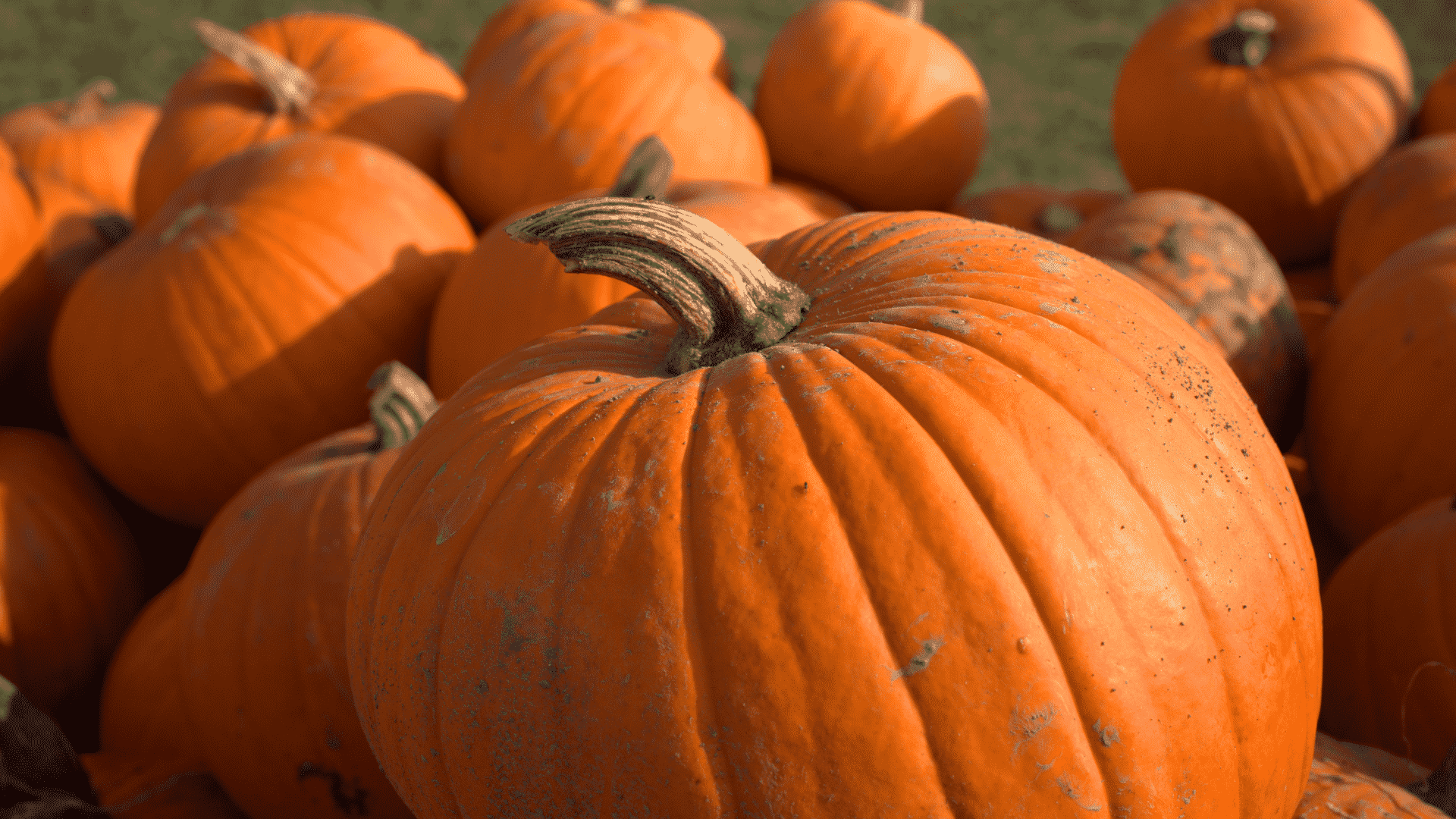 A Guide To Planting Pumpkins Little Leafy