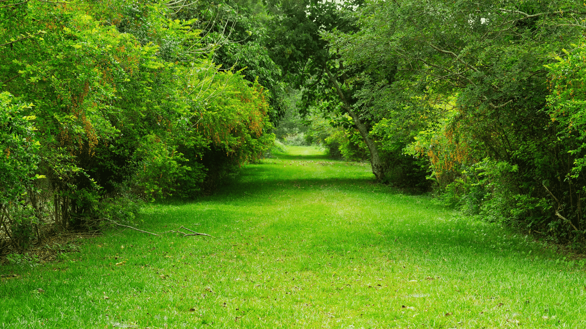 8 Tips For Gardening Without Using Flowers Little Leafy