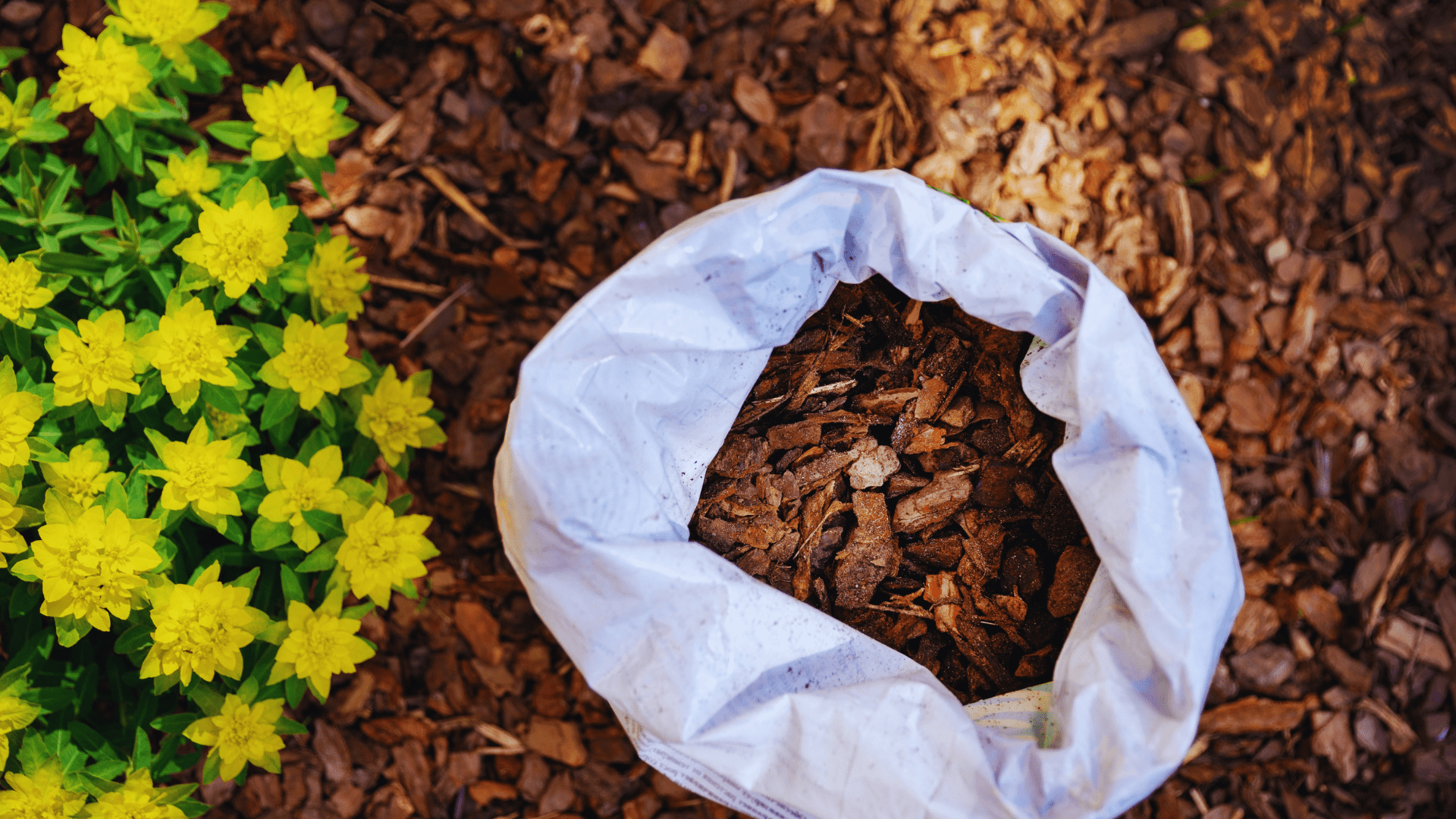 Does Bagged Mulch Expire? Little Leafy