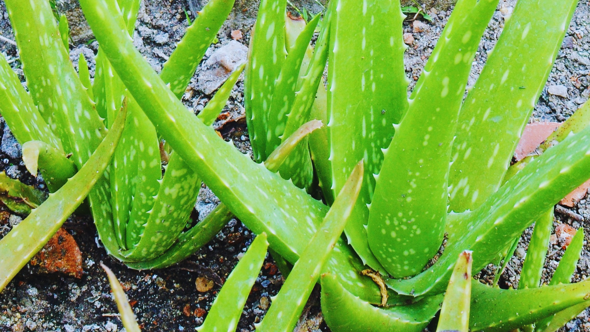 Is Rice Water Good For Aloe Plants? Little Leafy