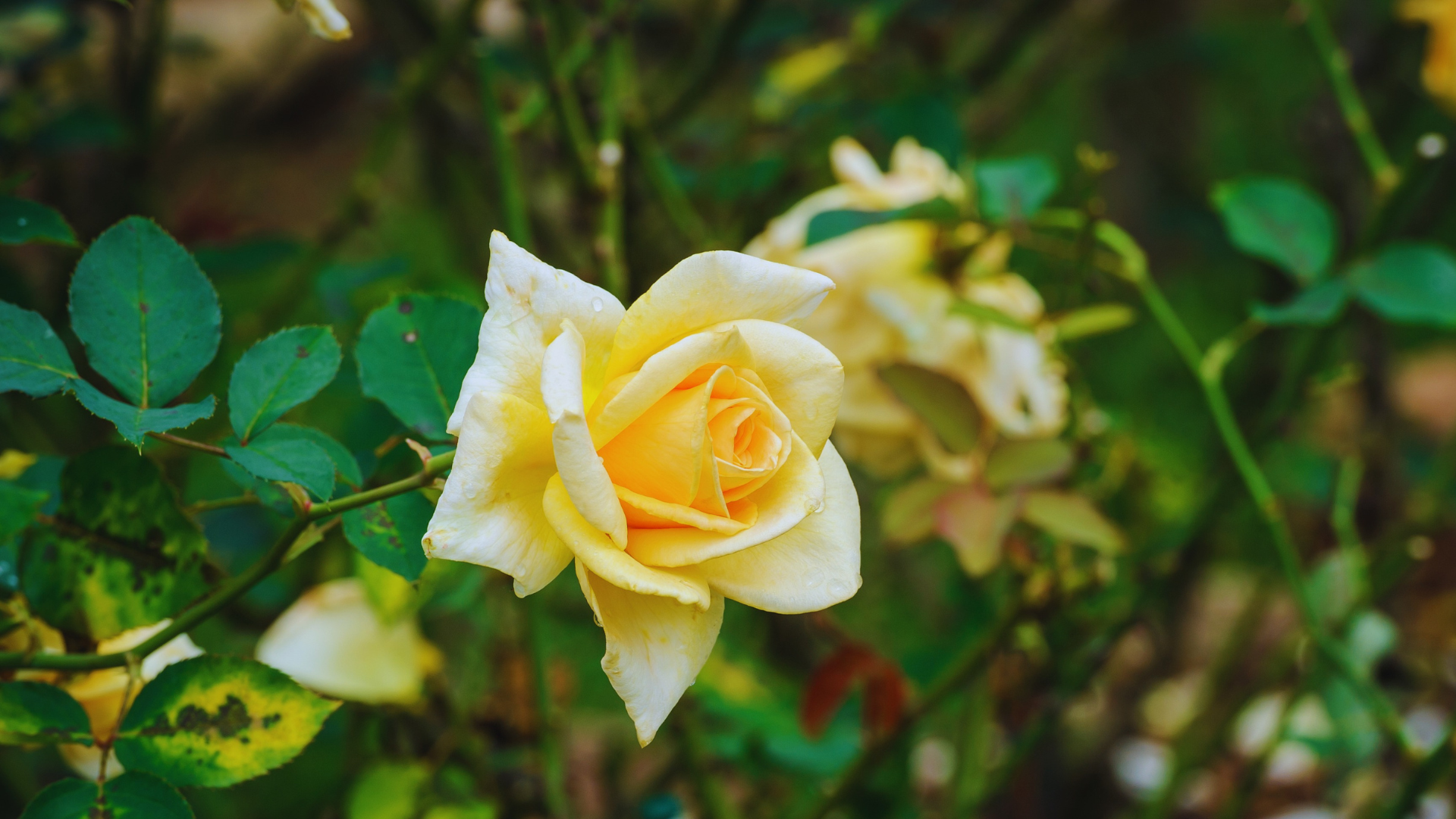 Is Rice Water Good For Rose Plants? Little Leafy