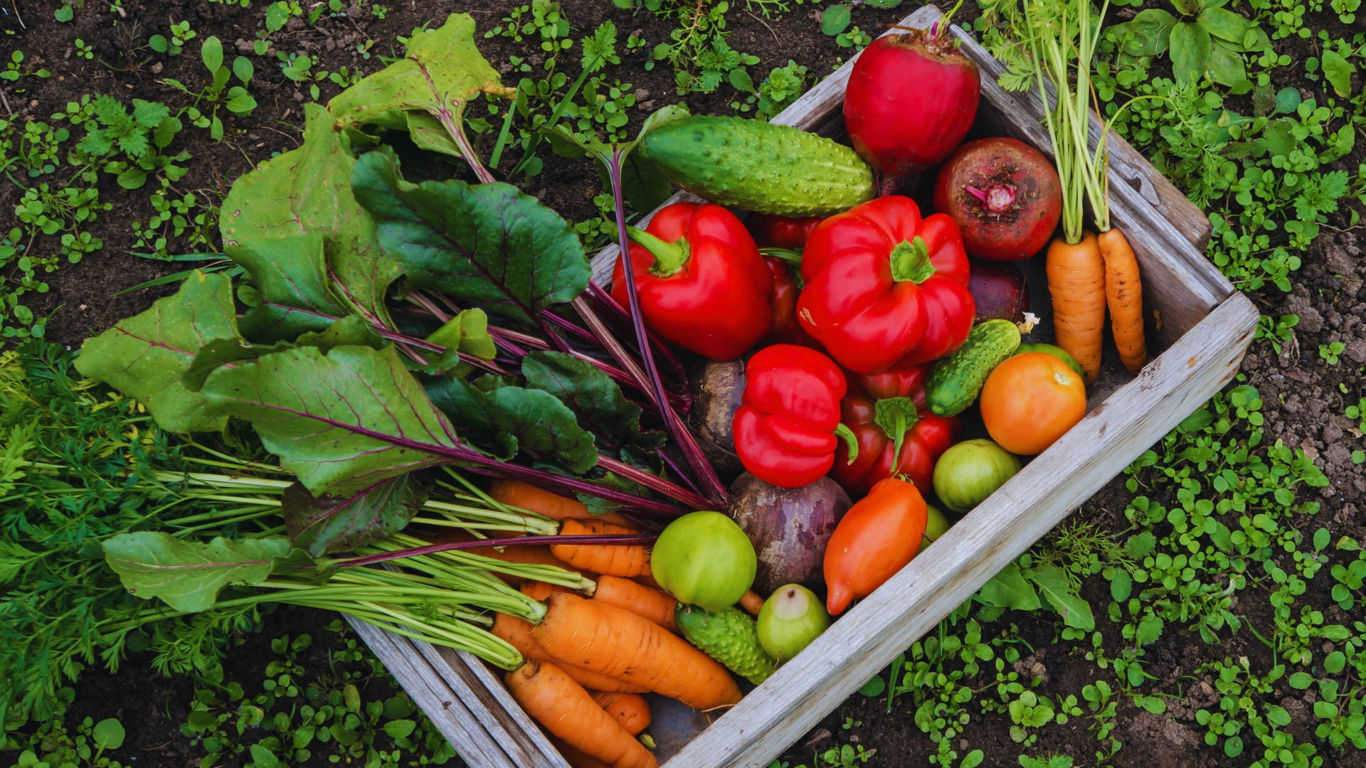 Is Rice Water Good For Vegetable Plants? Little Leafy