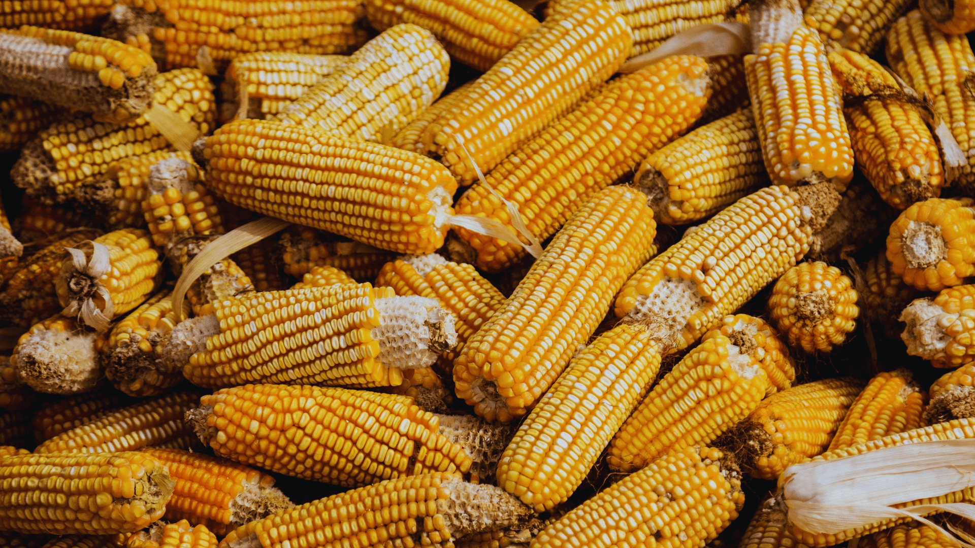 Can You Compost Corn Cobs? 🌽 Little Leafy