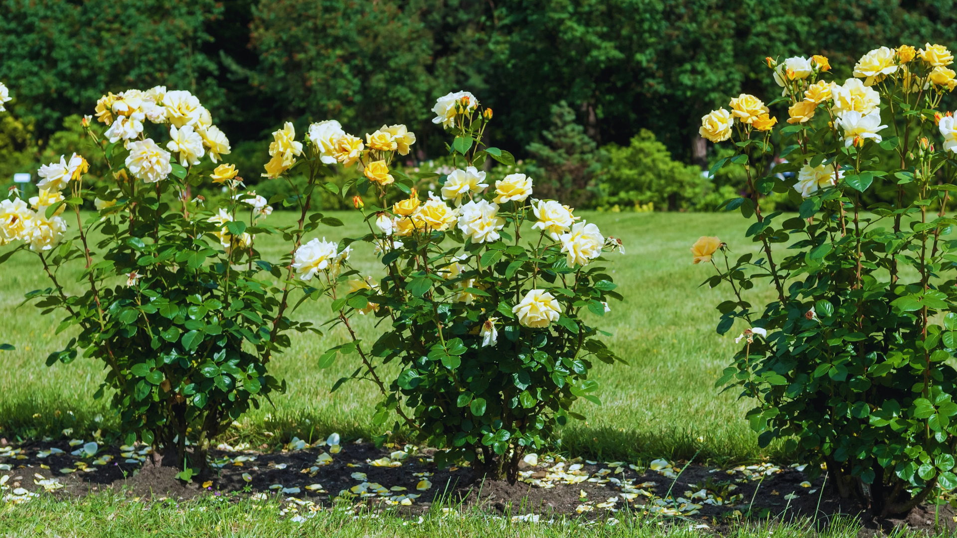 Are Coffee Grounds Good For Roses? ☕ Little Leafy
