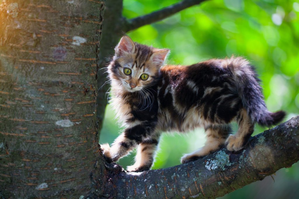 Why do cats climb trees? How can I stop my cat climbing trees? Little