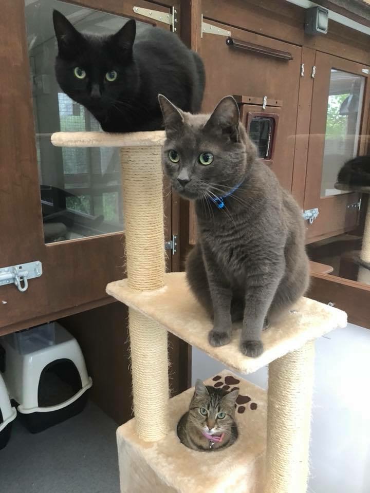 WIRRAL CATTERY Little Nevin luxury Cattery