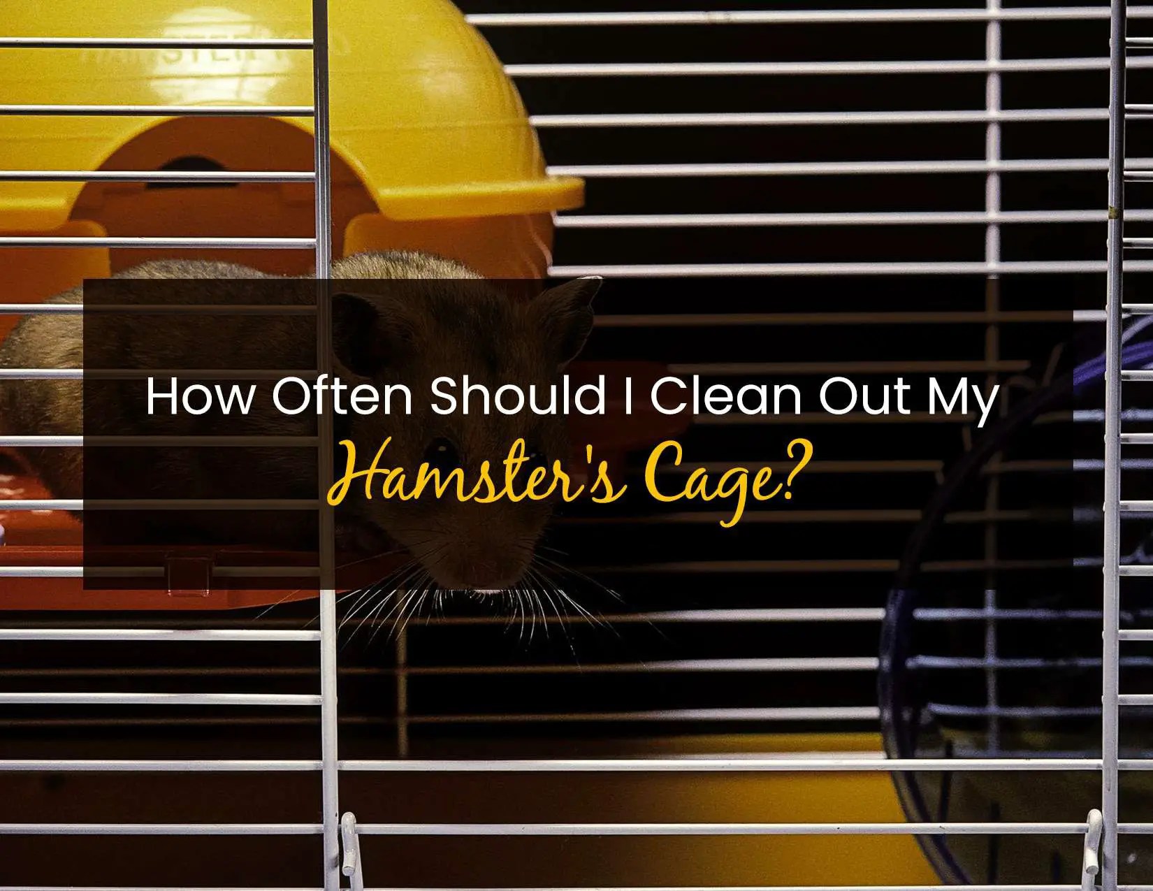 How Often Should I Clean My Hamster’s Cage? Little Pet Corner