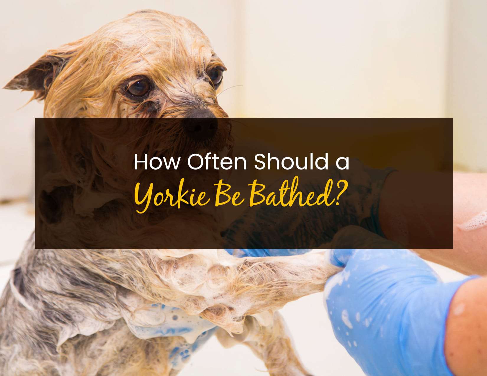 How Often Should a Yorkie Be Bathed? Little Pet Corner