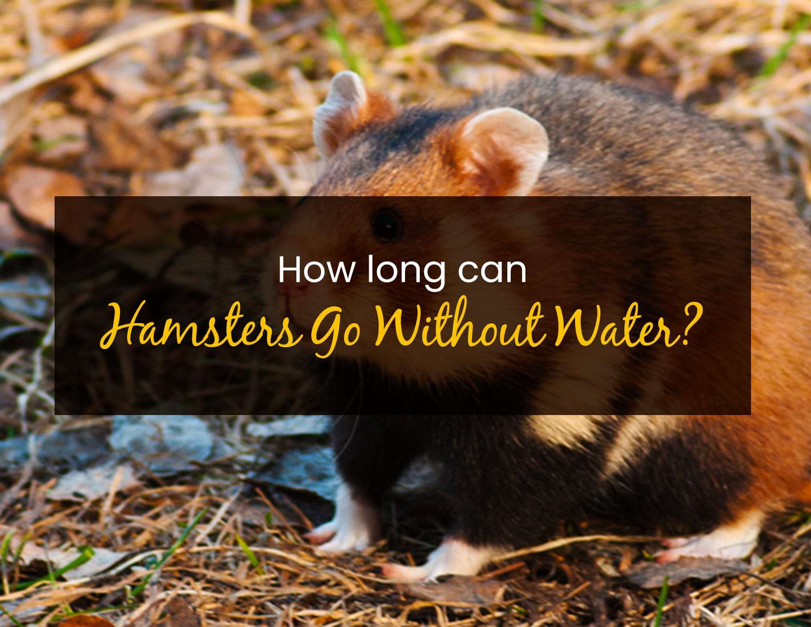 How Long Can Hamsters Go Without Water? Little Pet Corner