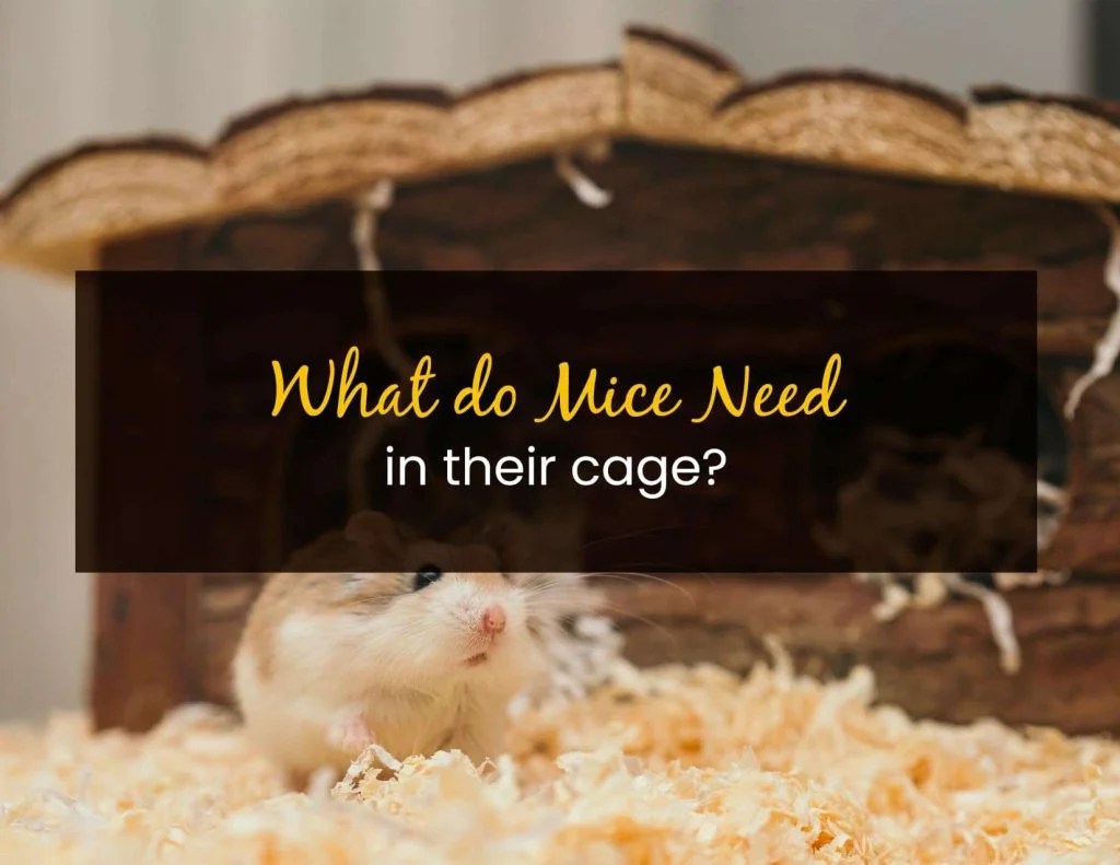 6 Things Your Mouse Needs in Its Cage Little Pet Corner