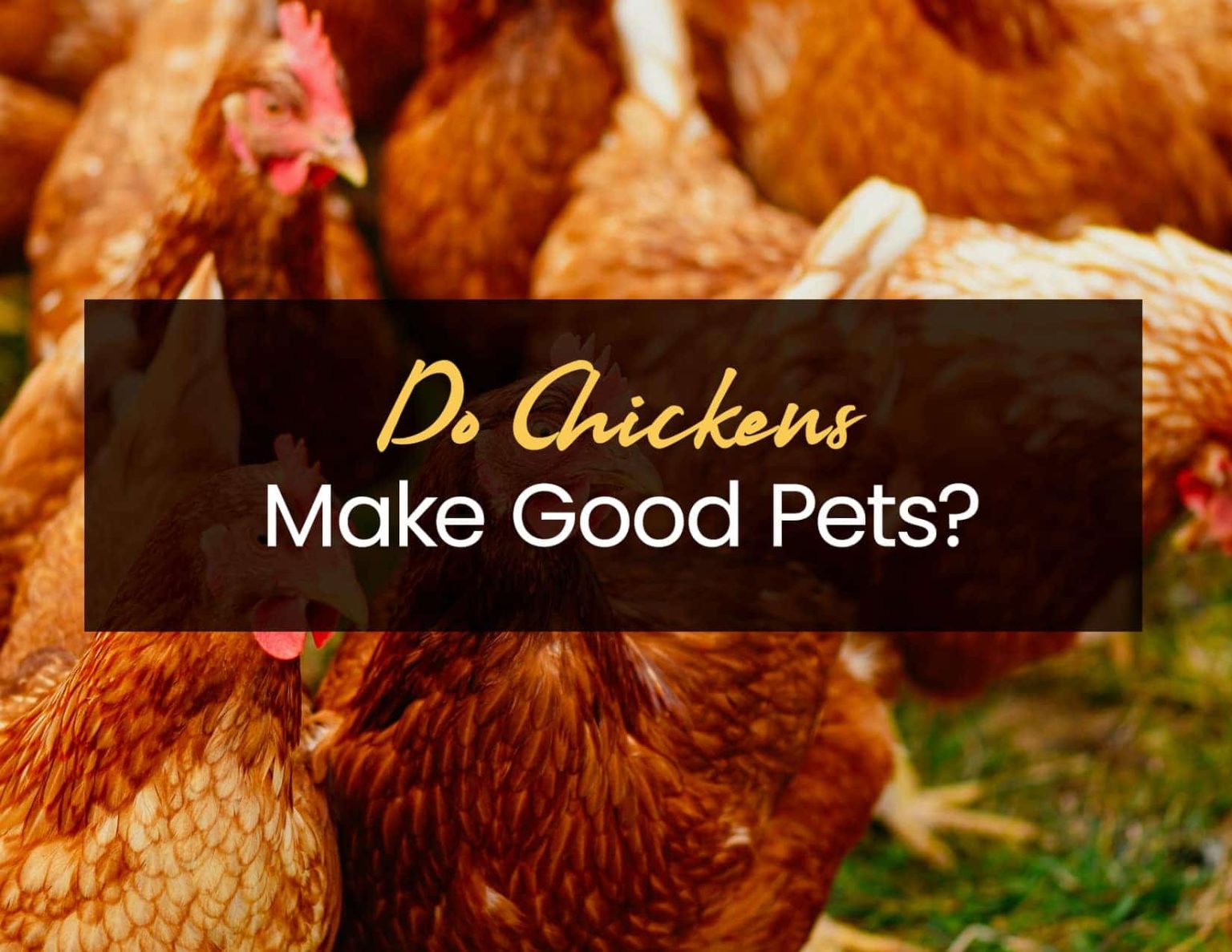 Do Chickens Make Good Pets? Little Pet Corner
