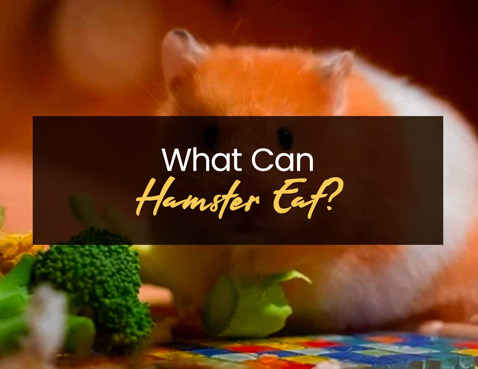 What Can Hamster Eat? And What Not To Little Pet Corner