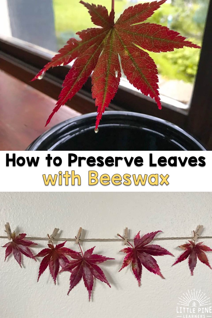 How to Preserve Fall Leaves with Beeswax • Little Pine Learners